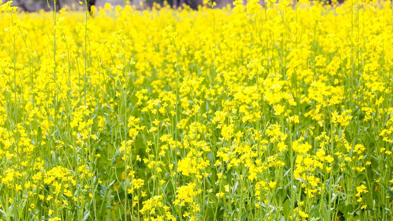yellow-mustard-4812271_1280