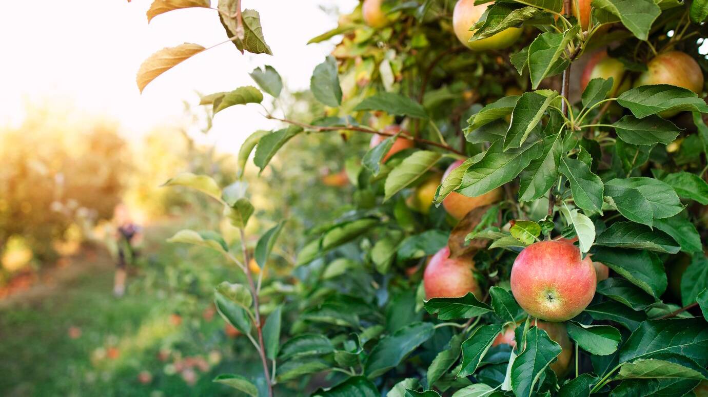 apple-orchard_342744-1013