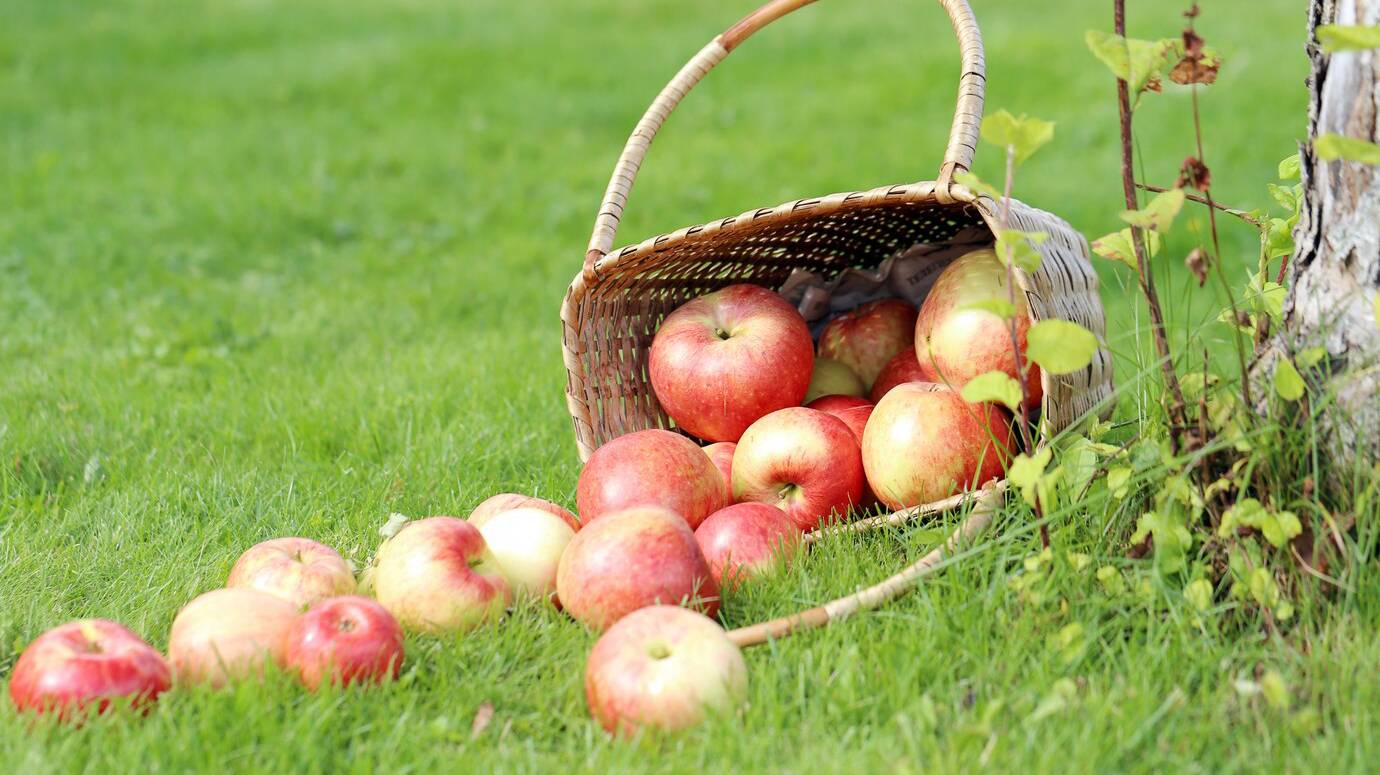 apples-grass_144627-2104 apples-grass_144627-2104