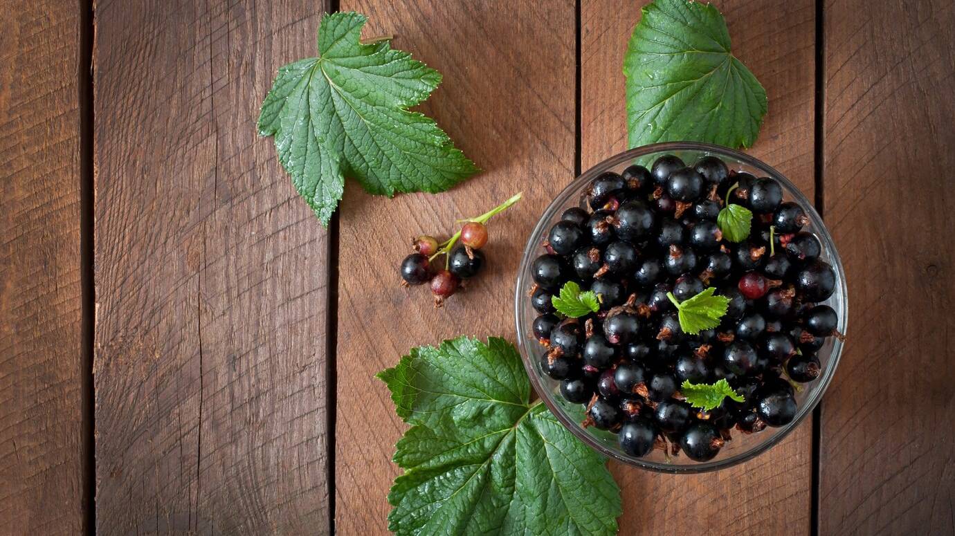 black-currants-glass-bowl_2829-13982
