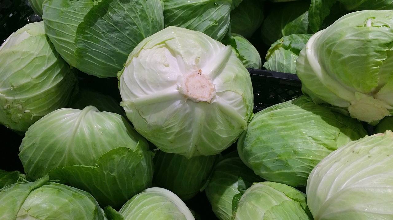 cabbage-1666765_1280 cabbage-1666765_1280