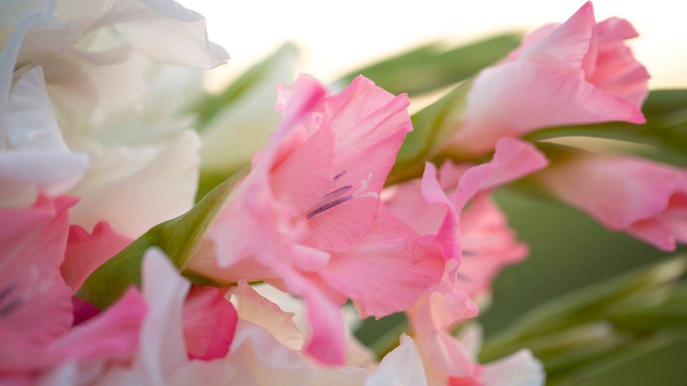 close-up-gladiolus-nature_23-2149441808