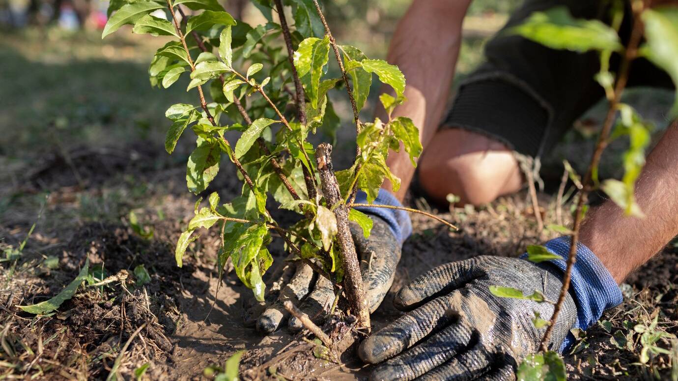 close-up-planting-new-plants-nature_23-2149121377