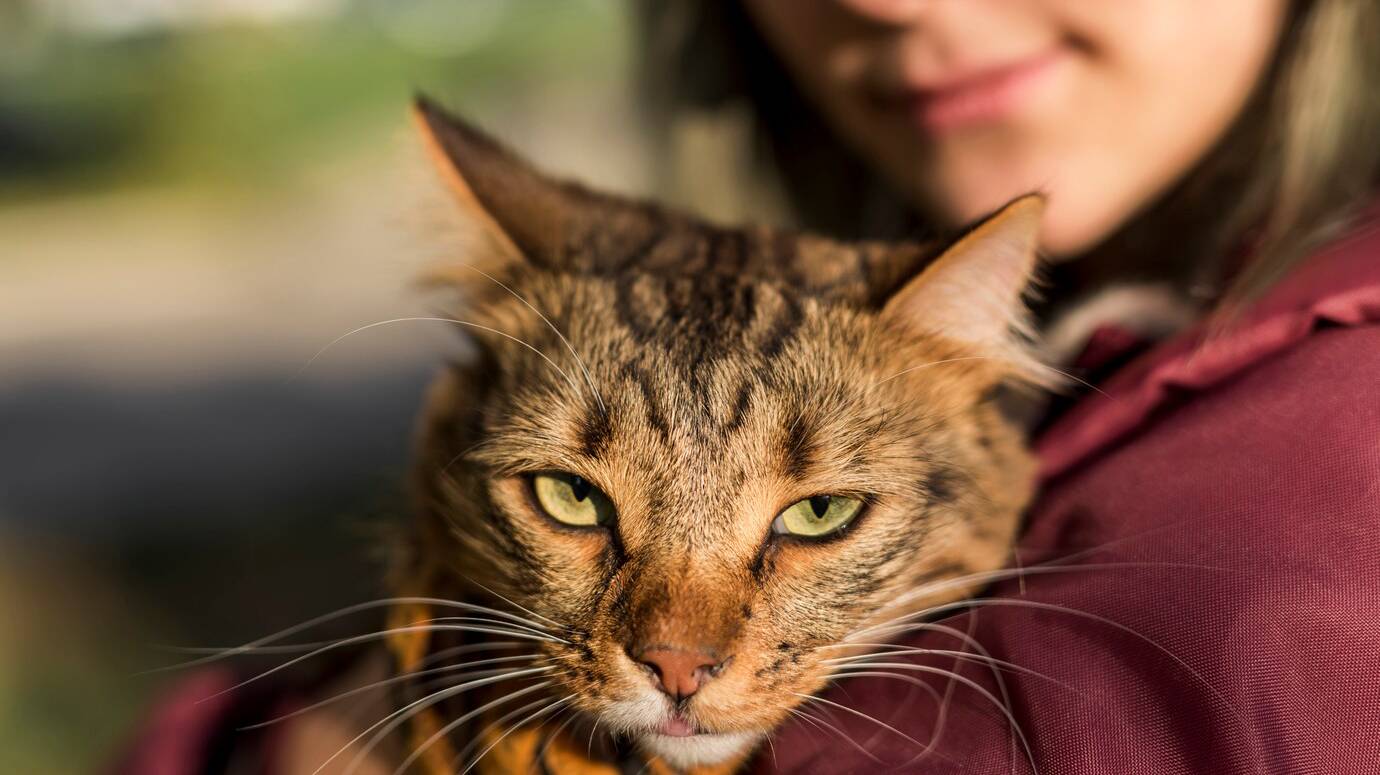 close-up-tabby-cat_23-2148045837 close-up-tabby-cat_23-2148045837