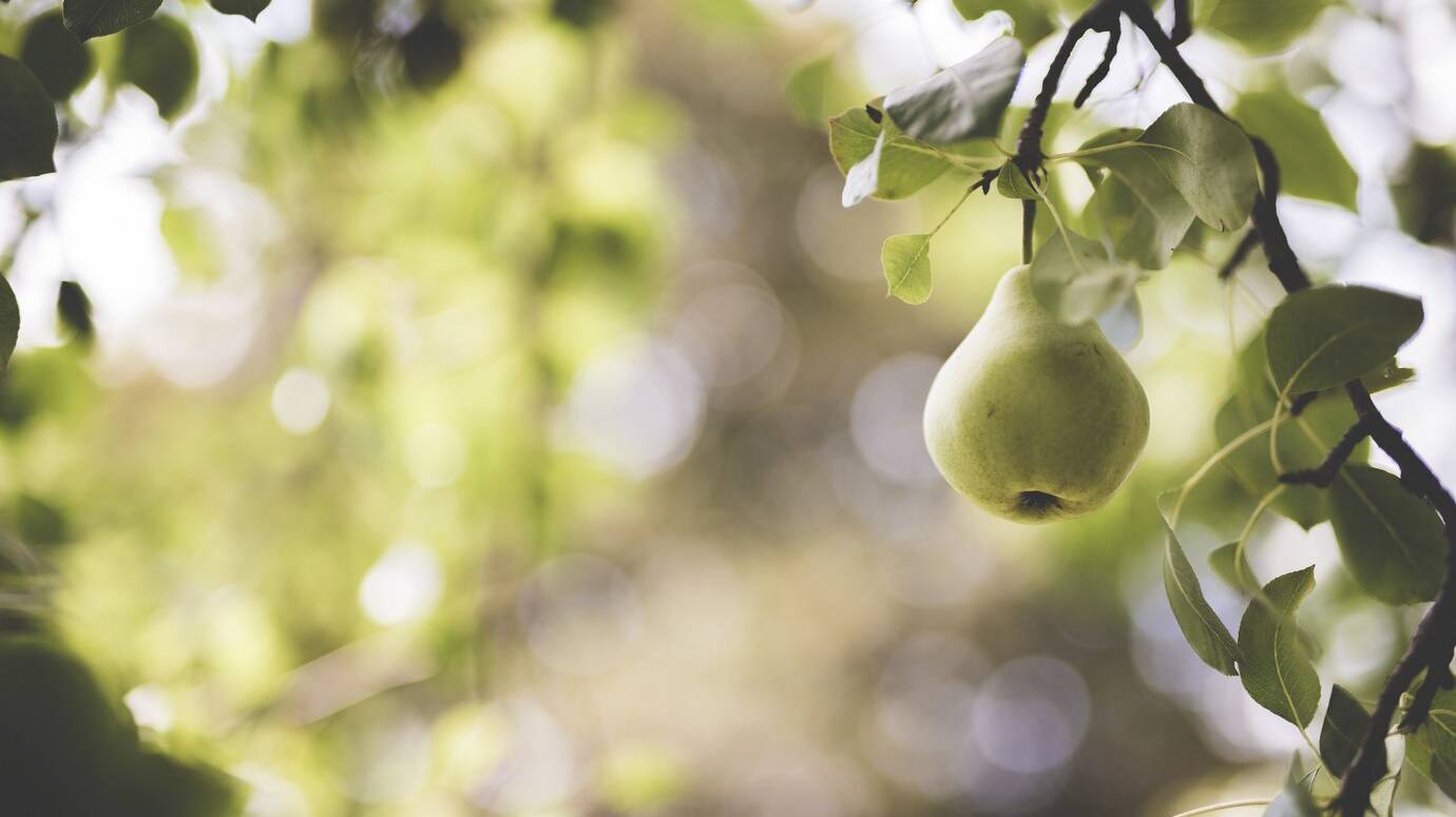 closeup-shot-green-pear-attached-branch-with-blurred-background_181624-4923 closeup-shot-green-pear-attached-branch-with-blurred-background_181624-4923