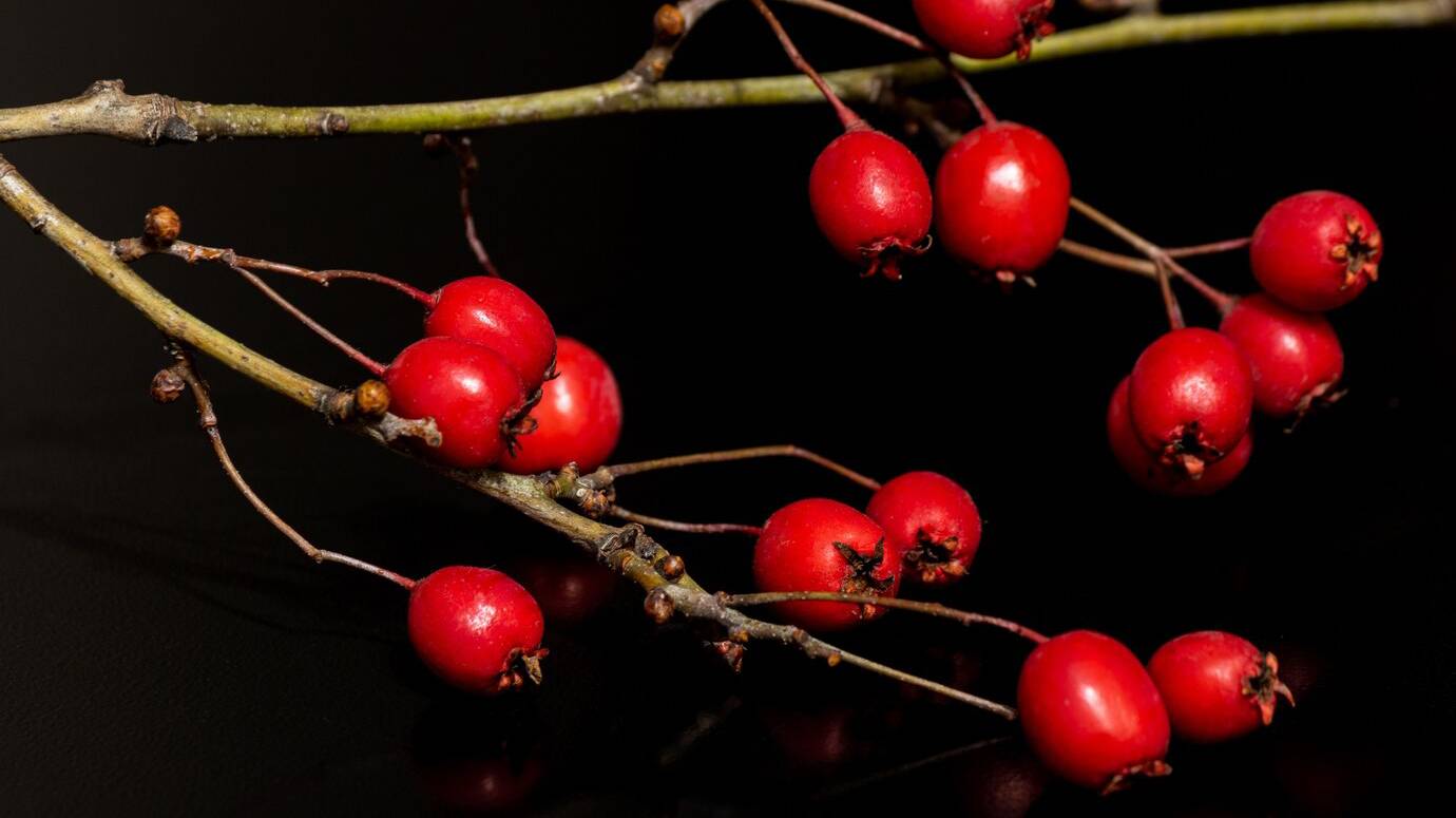 closeup-shot-red-rosehips-growing-branch_181624-22031