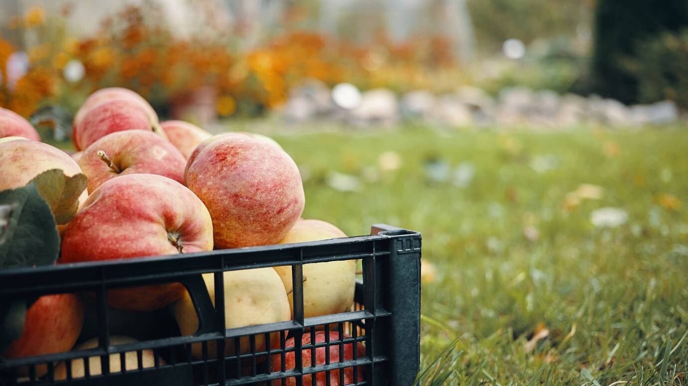 cropped-portrait-fresh-ripe-reddish-apples-grass-garden-outdoor-shot-tasty-fruits-green-lawn-countryside-vegetarian-organic-food-harvesting-vitamins-horticulture-farming_343059-3087