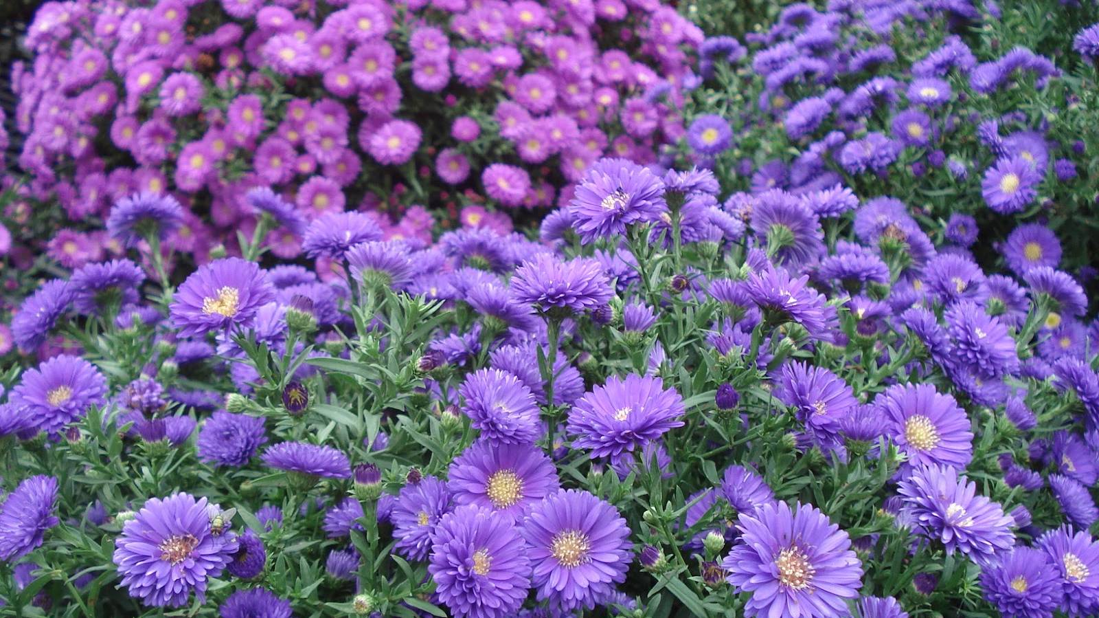 Fall-aster Fall-aster
