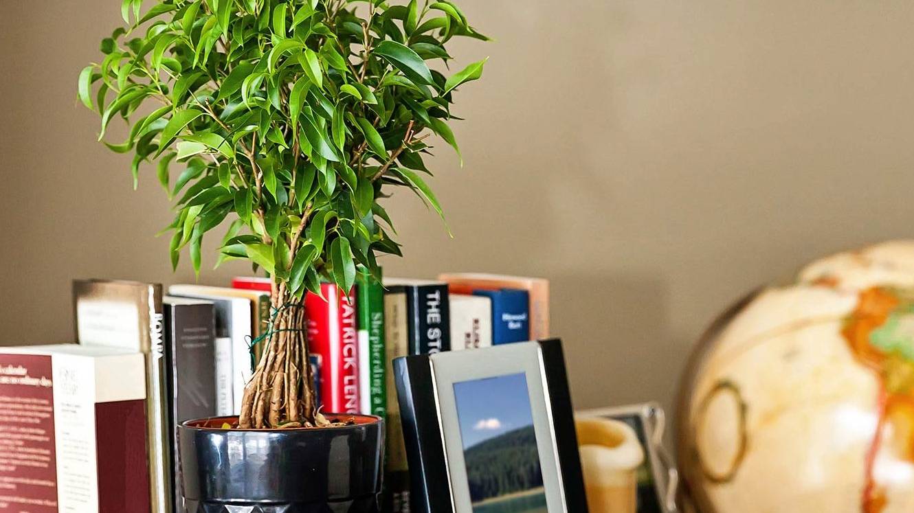 Ficus-benjamina-5-e1541760470932 Ficus-benjamina-5-e1541760470932
