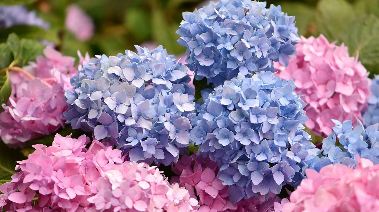 flowers-4320891_1280 flowers-4320891_1280