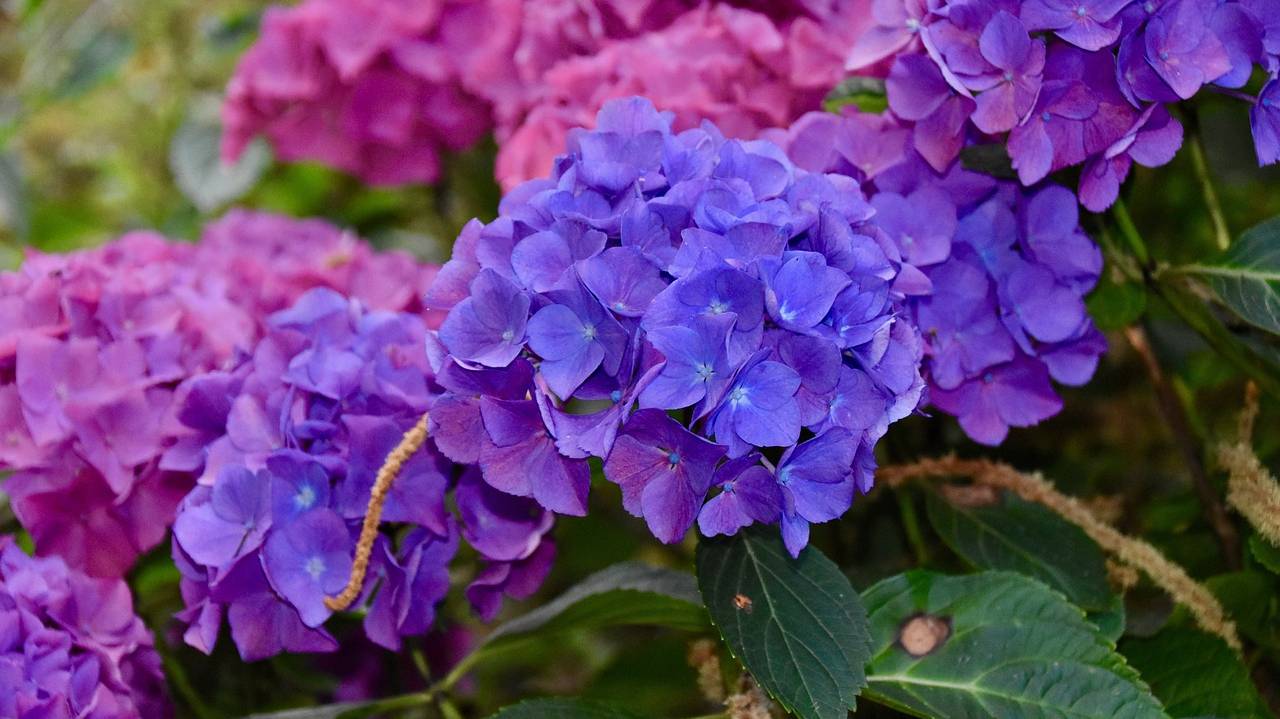 flowers-5374710_1280