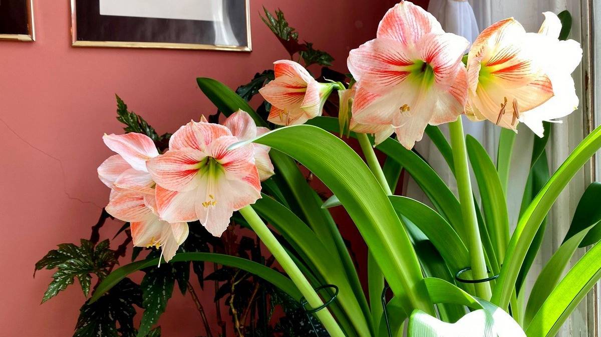 gippeastrum-klassika-sredi-komnatnyih-lukovichnyih-rasteniy-01
