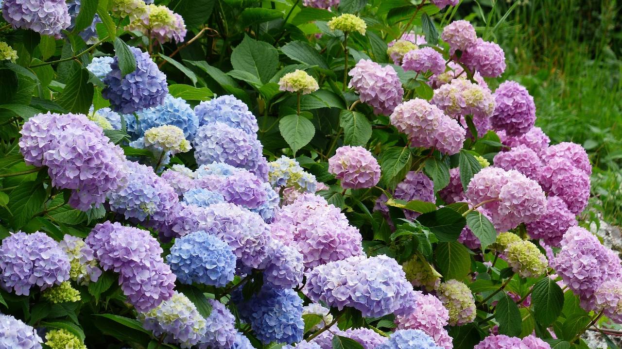 hydrangeas-177317_1280