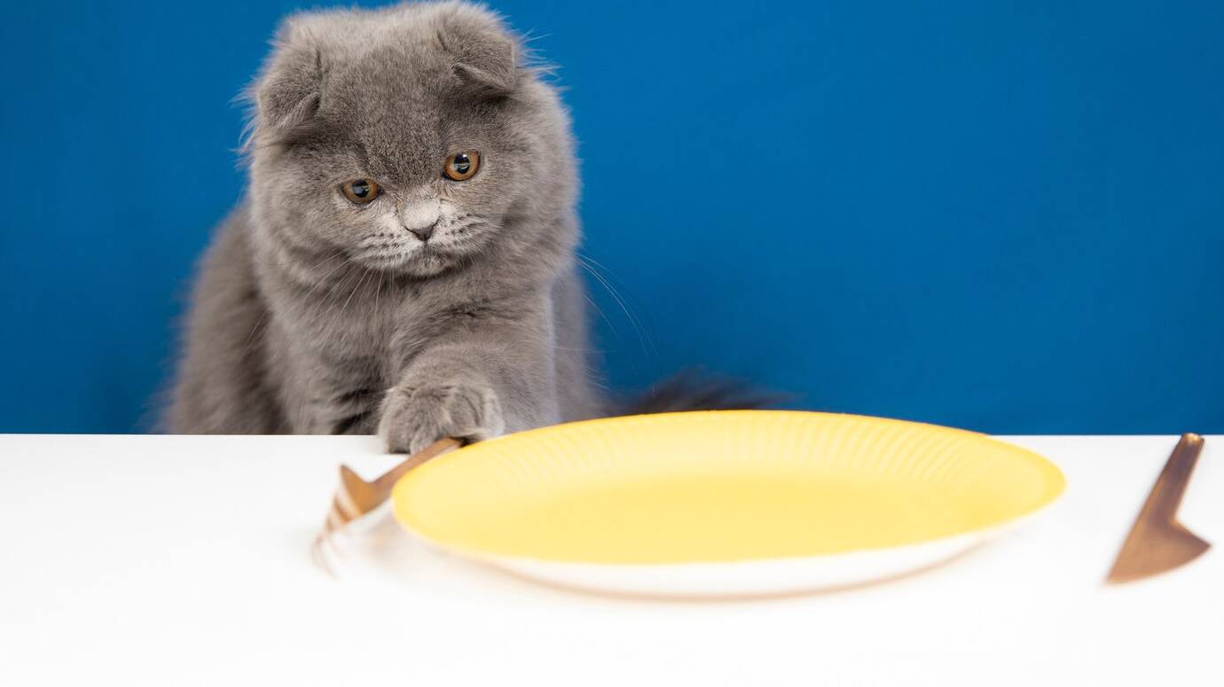 lovely-pet-portrait-isolated_23-2149192346