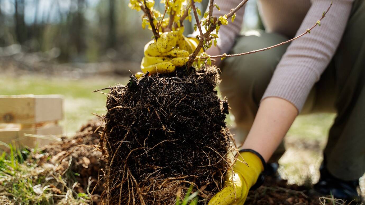planting-trees-as-part-reforestation-process_23-2149409993