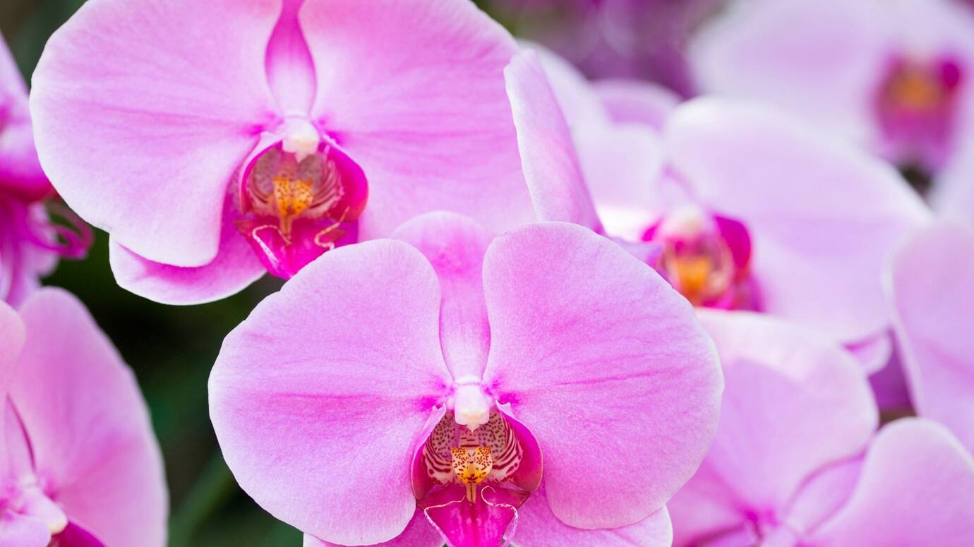 purple-phalaenopsis-orchid-flower_1373-243