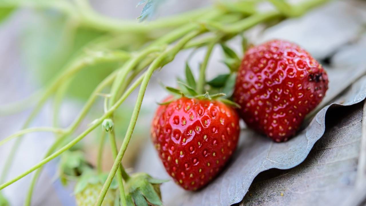 strawberries-1587686_1280
