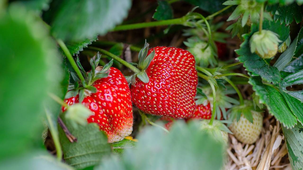 strawberries-7323943_1280 (1) strawberries-7323943_1280 (1)