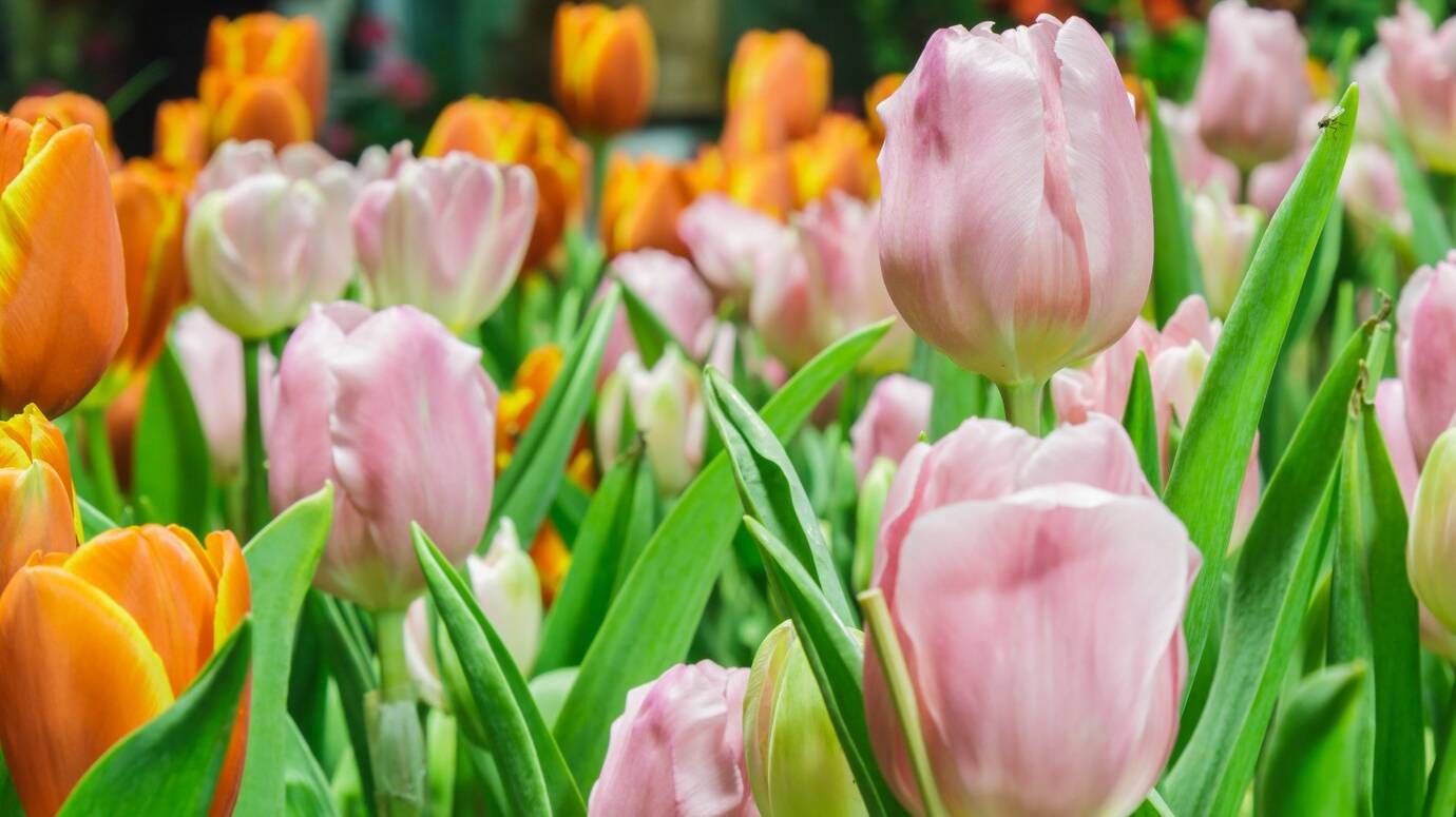 tulips_1388-829