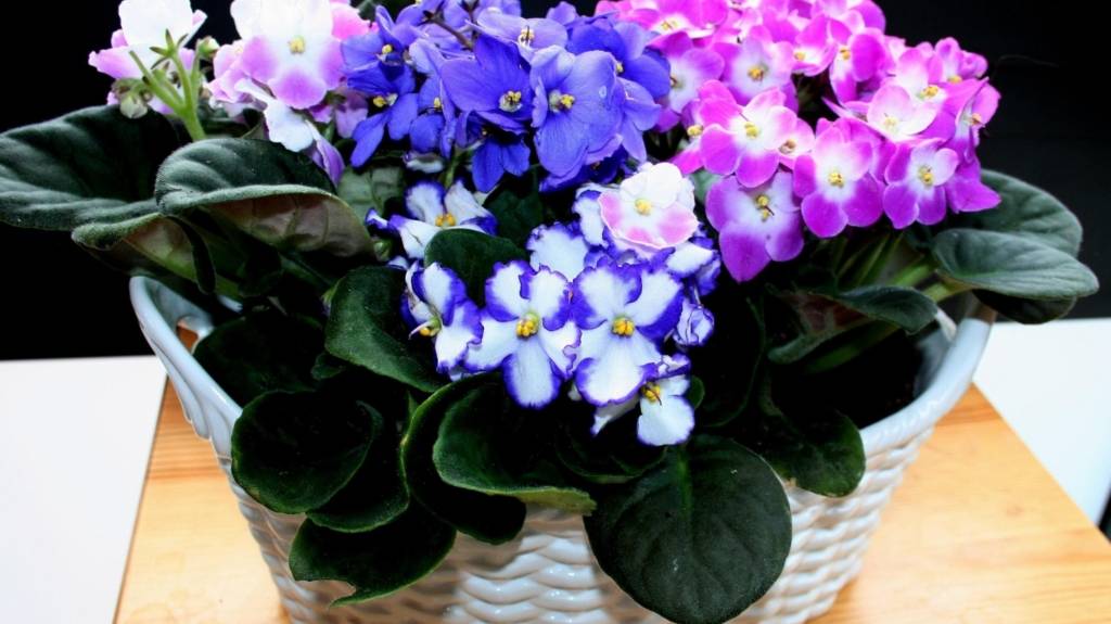 Violets-Flowers-HD-Wallpaper