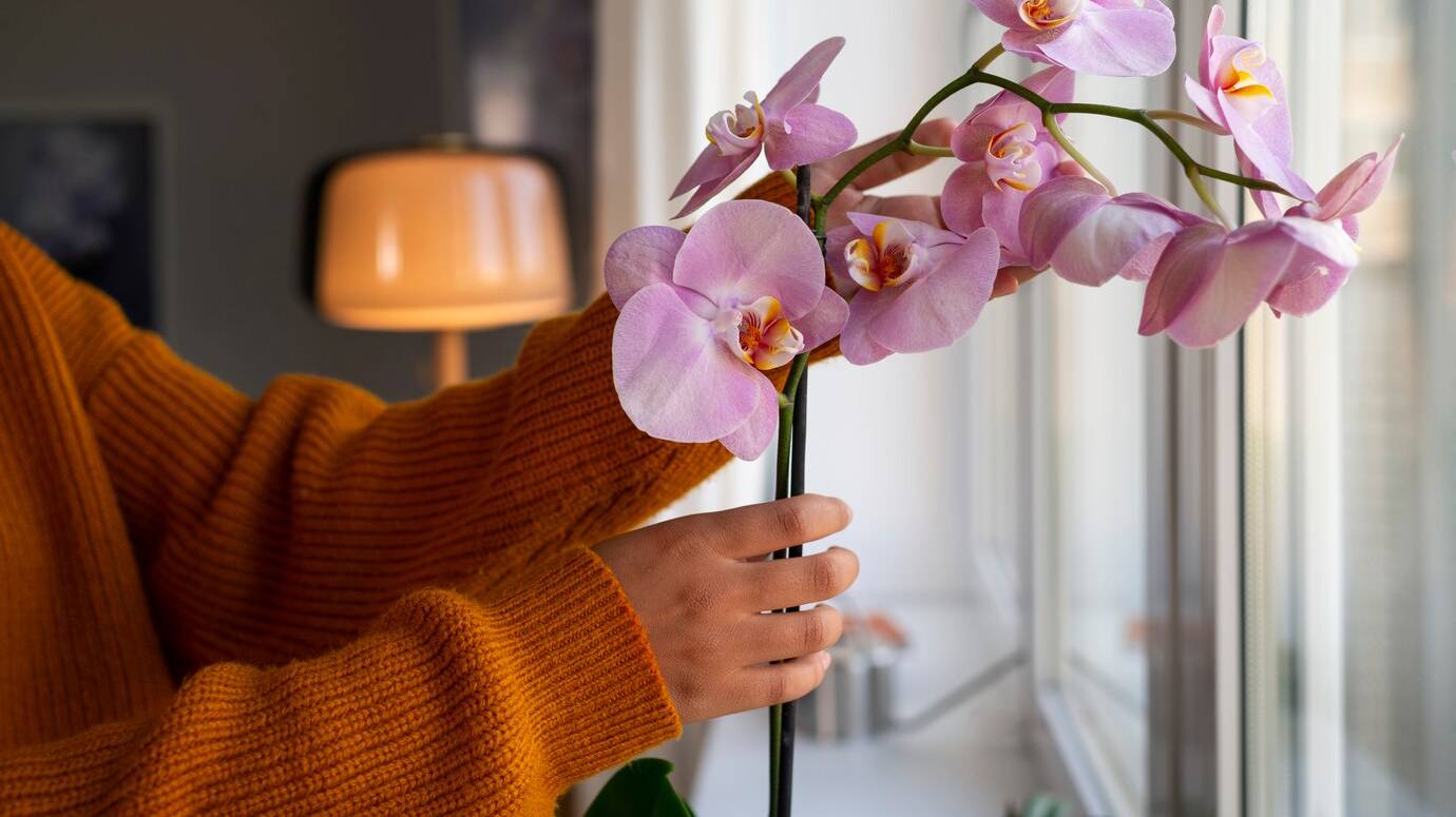 woman-decorating-her-home-with-orchids_23-2150960651 woman-decorating-her-home-with-orchids_23-2150960651