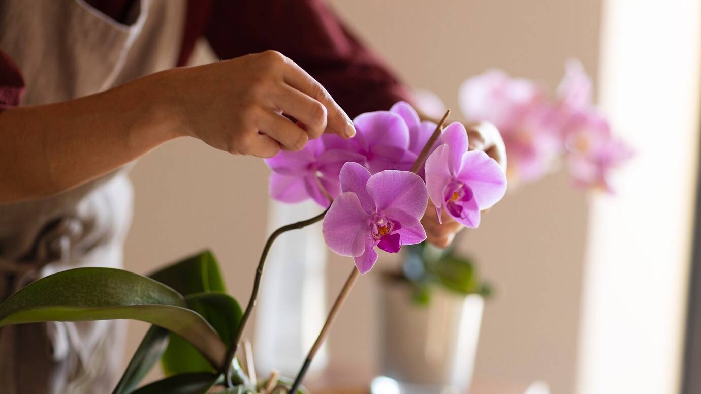 woman-decorating-her-house-with-orchids_23-2150970112