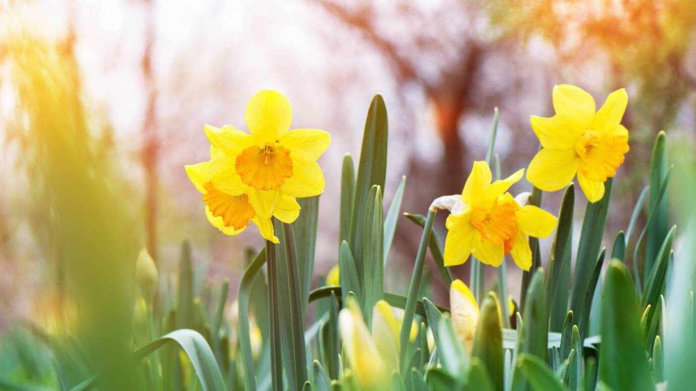 yellow-daffodil-narcissus-blooming-garden_127675-2729 yellow-daffodil-narcissus-blooming-garden_127675-2729