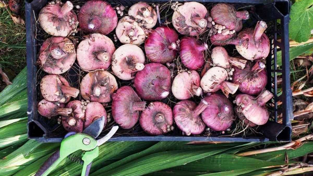 1694764168_balthazar-club-p-lukovichnie-tsveti-grebeshki-pinterest-51