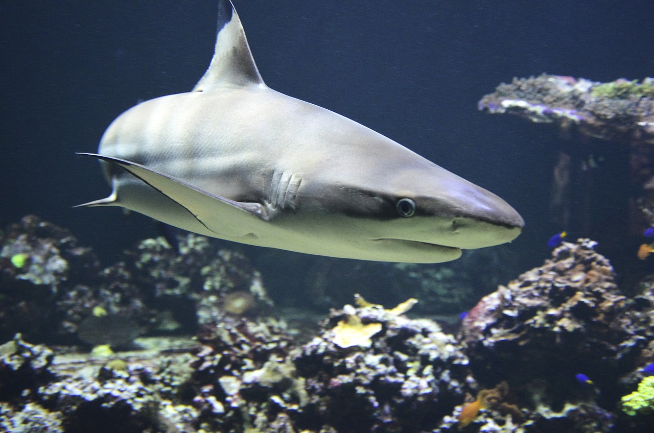 blacktip-shark-1294753-1280021302