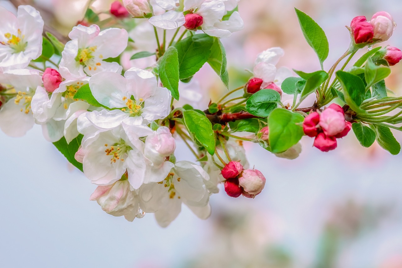 blossom-4118336-1280085134
