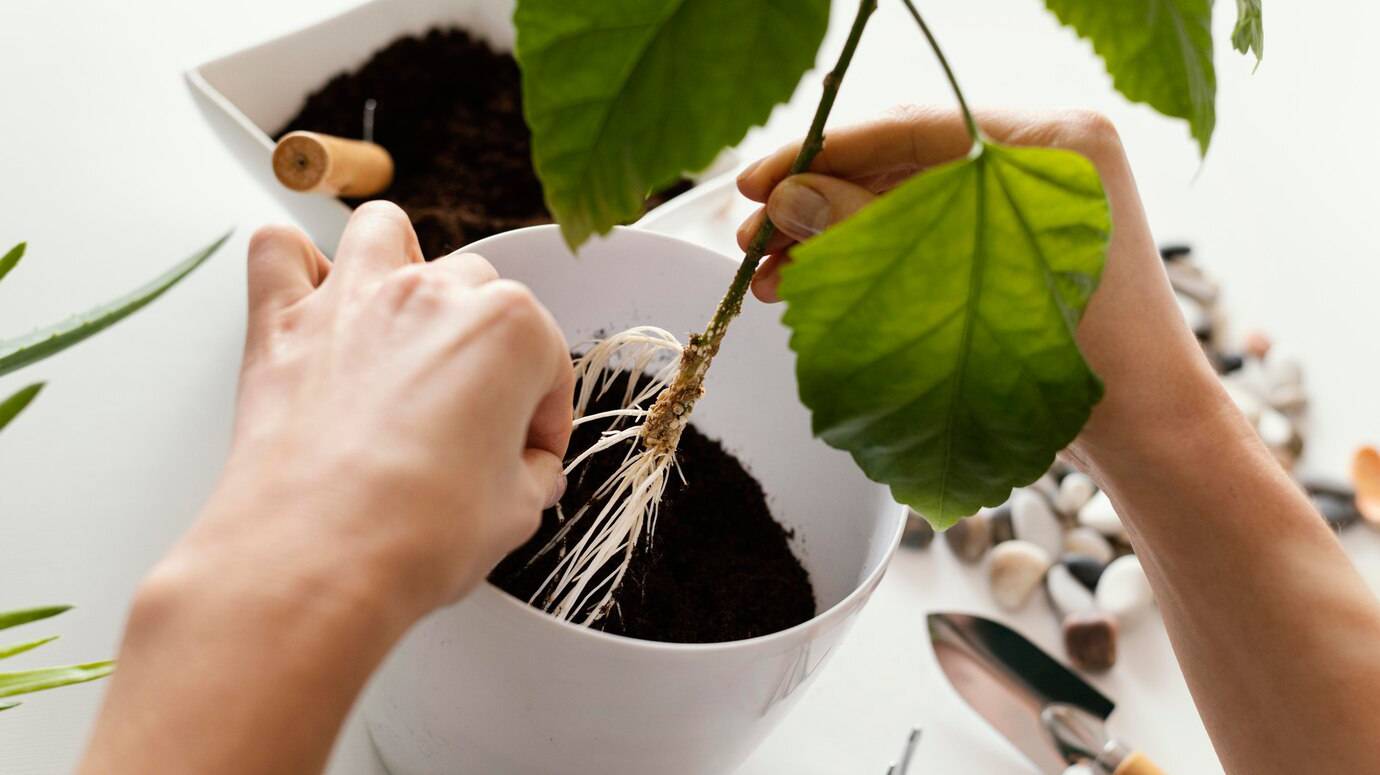 close-up-hands-gardening-plant_23-2148826107