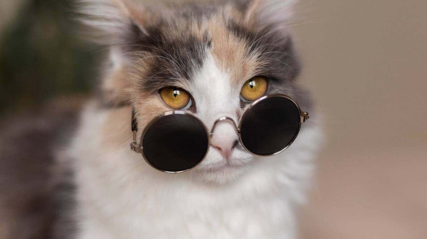 close-up-portrait-beautiful-cat_23-2149214419