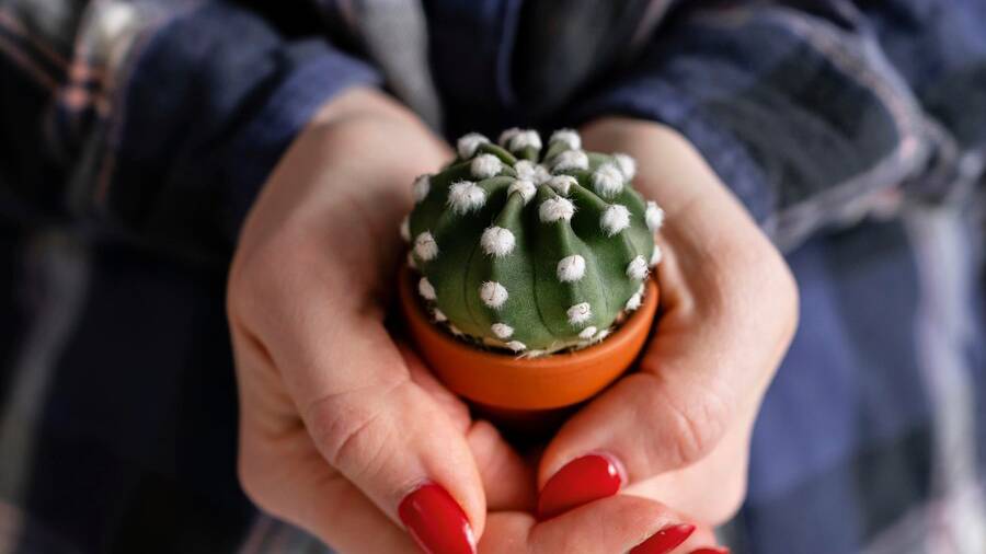 close-up-woman-holding-plant_23-2148928455