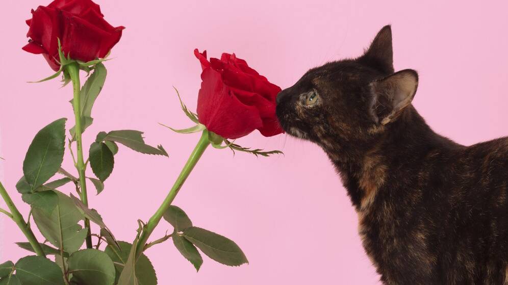 closeup-shot-brown-cat-roses-pink-background_181624-33813 closeup-shot-brown-cat-roses-pink-background_181624-33813