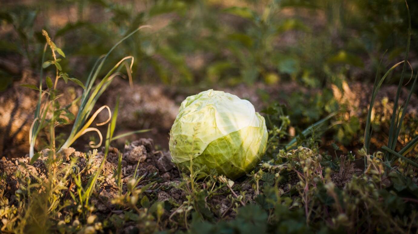 harvested-green-cabbage-field_23-2147907096 harvested-green-cabbage-field_23-2147907096