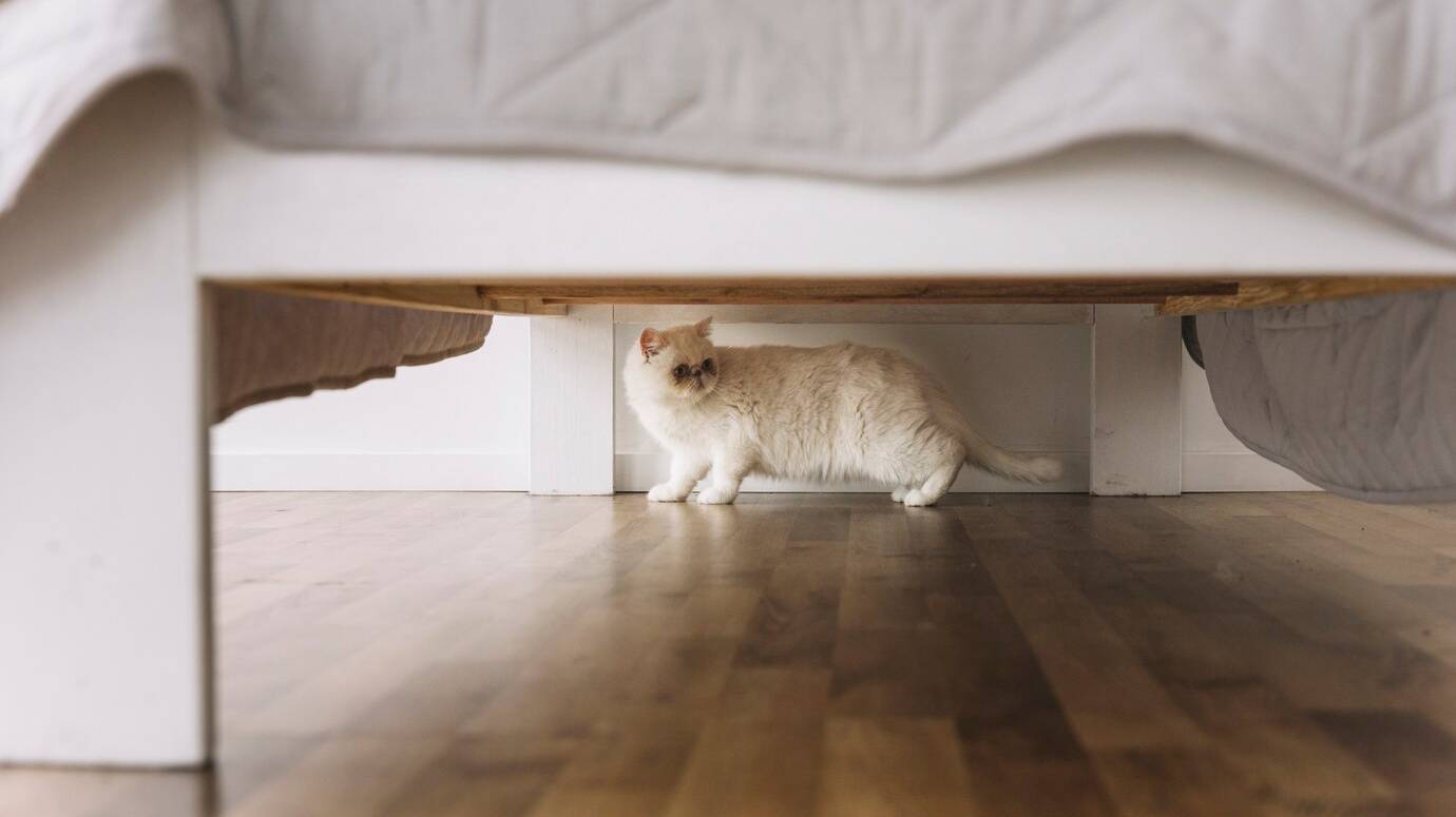 lovely-pets-composition-with-white-cat_23-2147997277
