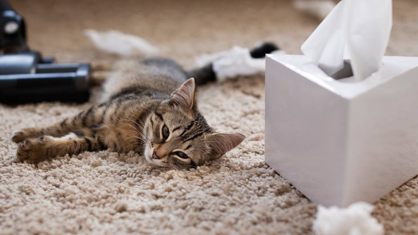 pet-cat-making-owner-suffering-from-allergy_23-2149561609
