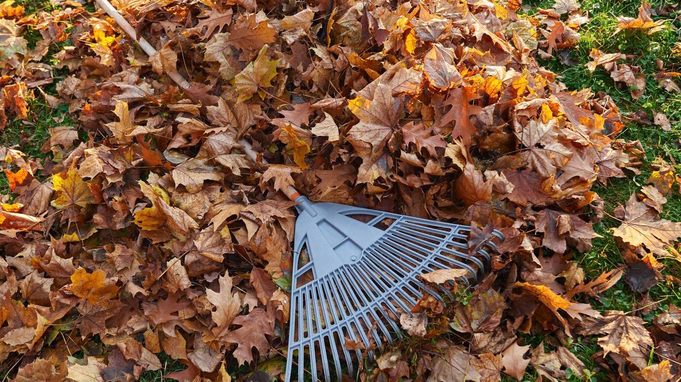 plastic-fan-rake-pile-dry-golden-leaves-autumn-season-view-from-raked-leaves-with_7502-10269