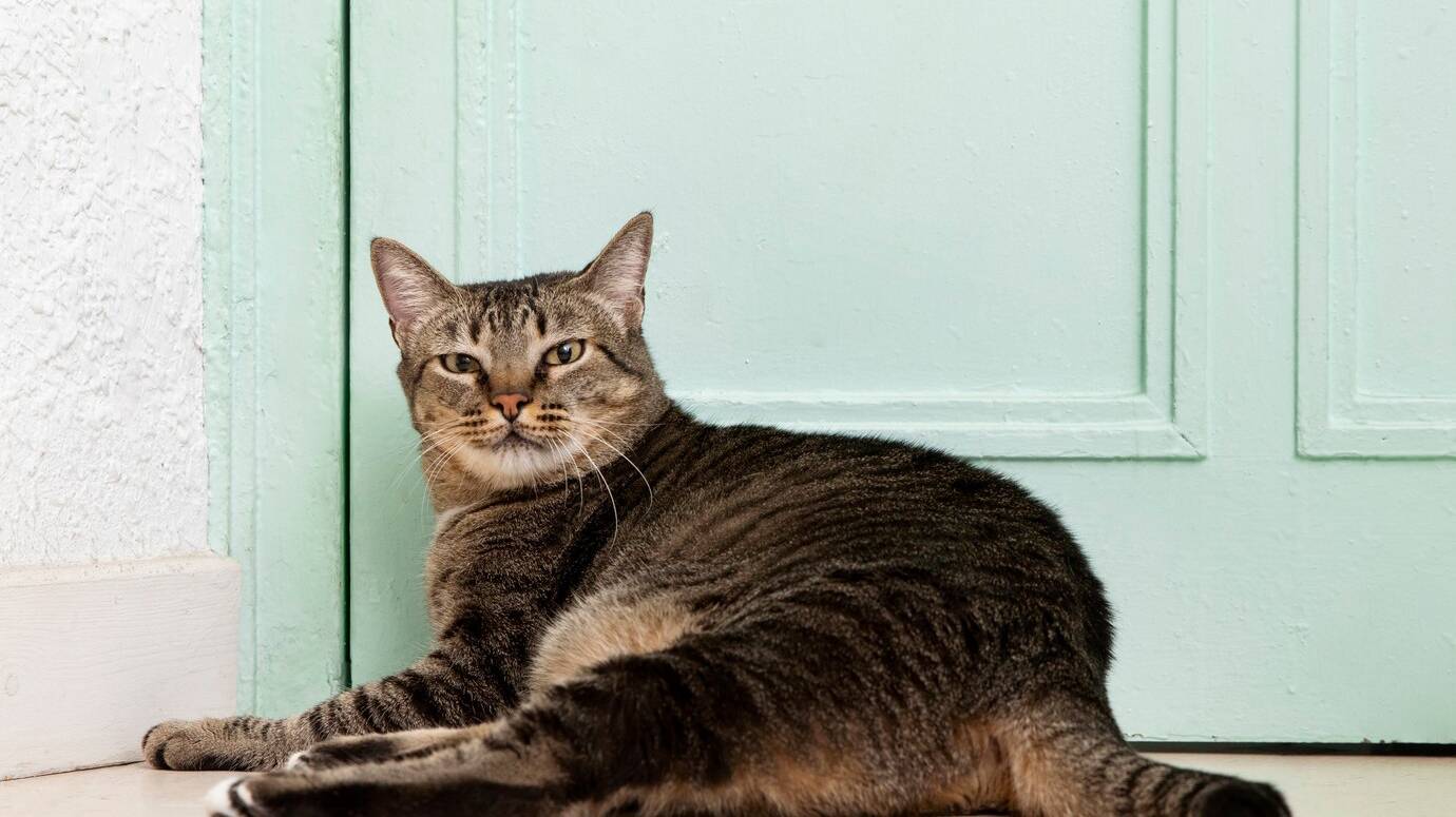 portrait-adorable-domestic-cat_23-2149167088