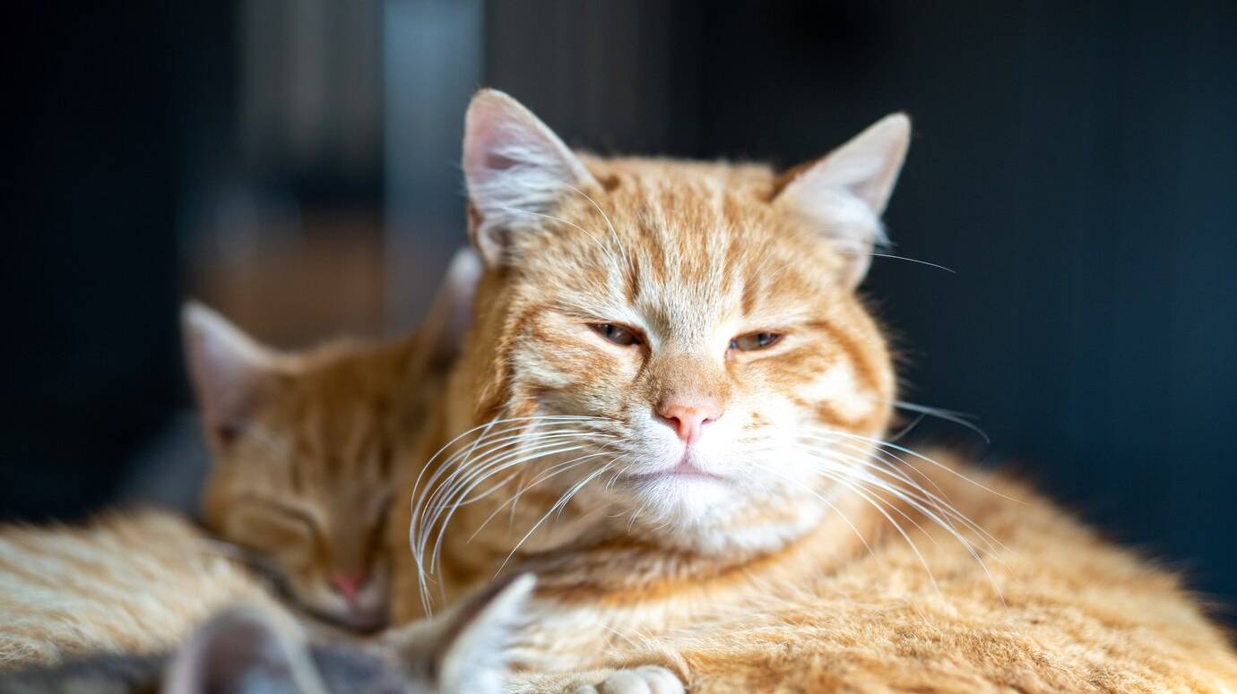 soft-focus-brown-pet-cat-with-its-eyes-slightly-open_181624-17969