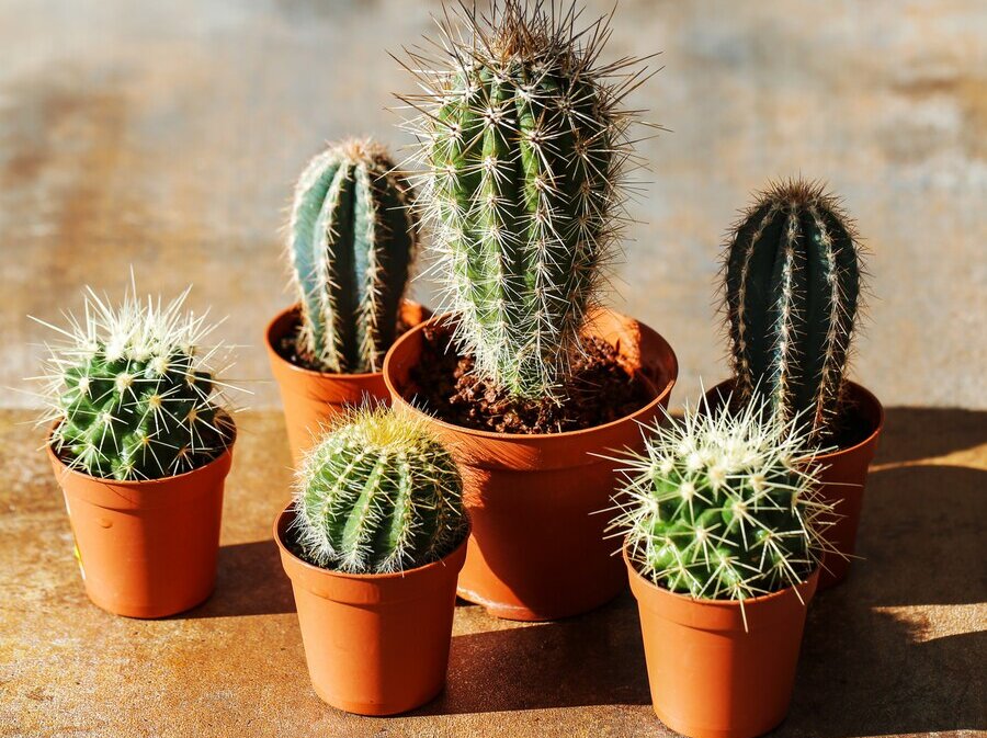cactus-pot_144627-17737