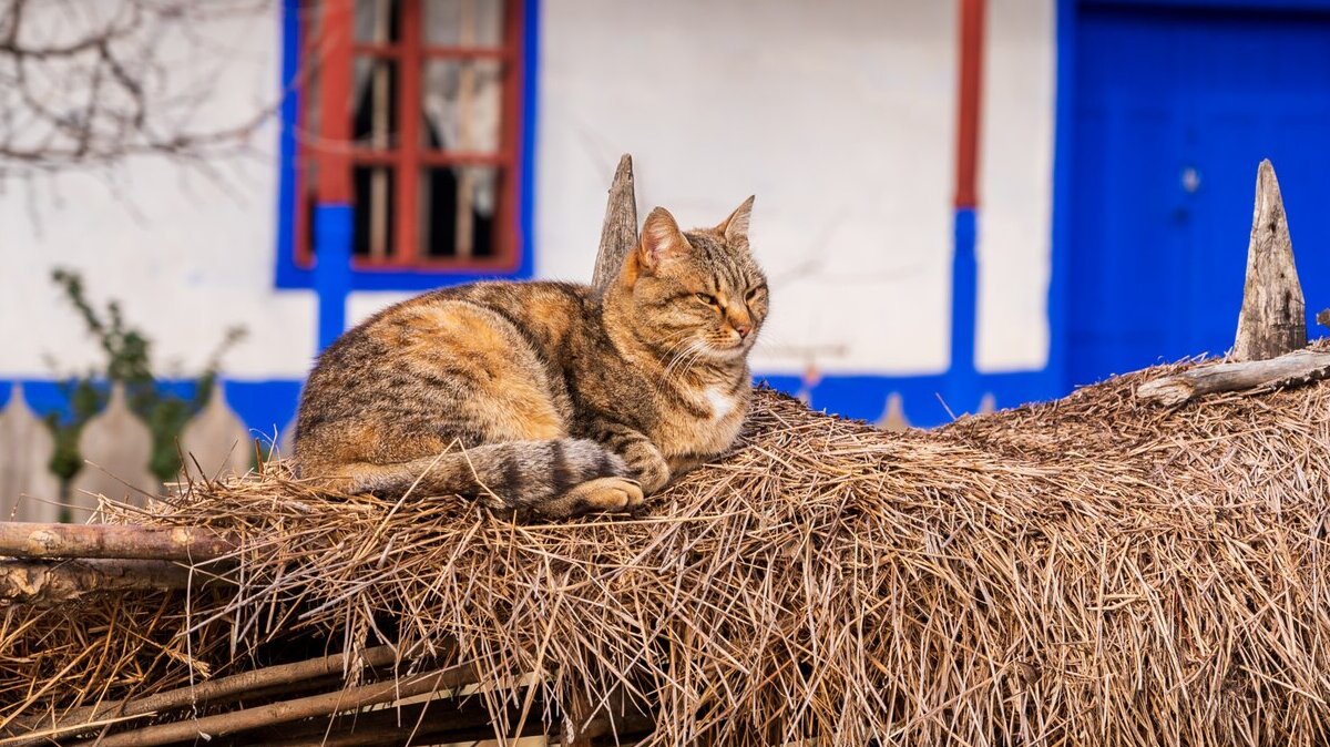 cat-near-house-village_1268-14705