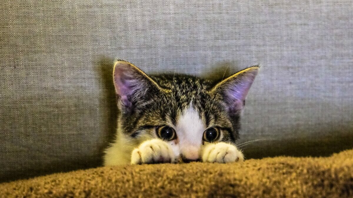 close-shot-cute-kitten-blanket_181624-3364
