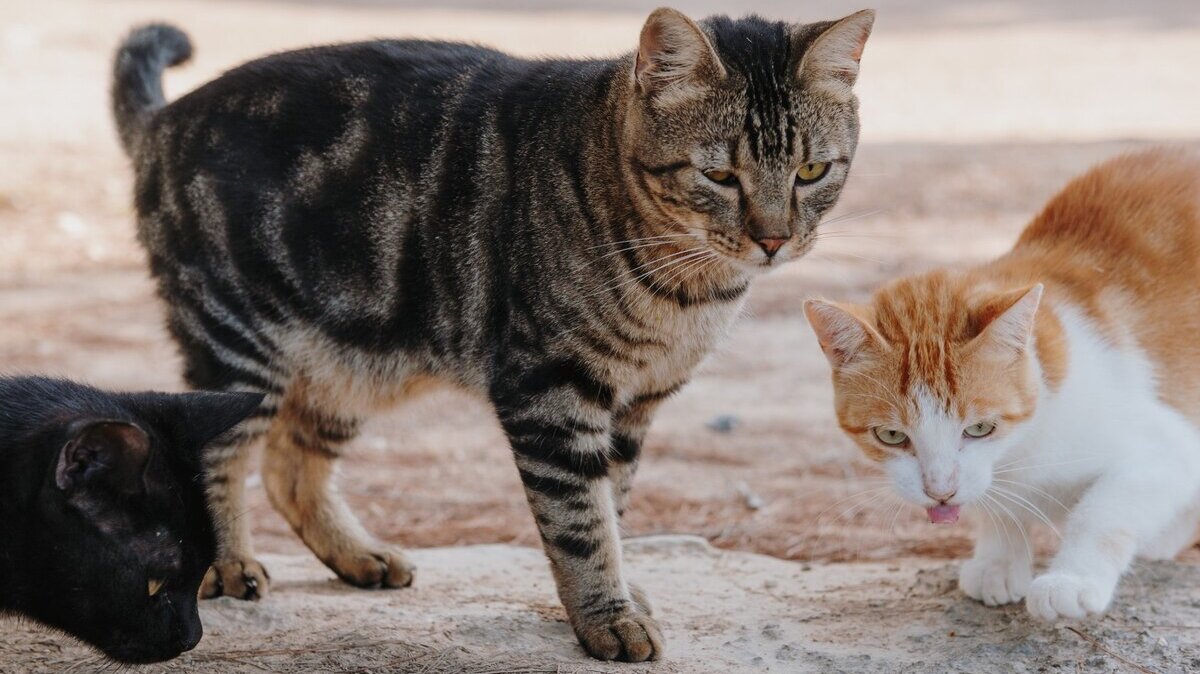 closeup-shot-cute-kittens-standing-ground-outside_181624-41618 closeup-shot-cute-kittens-standing-ground-outside_181624-41618