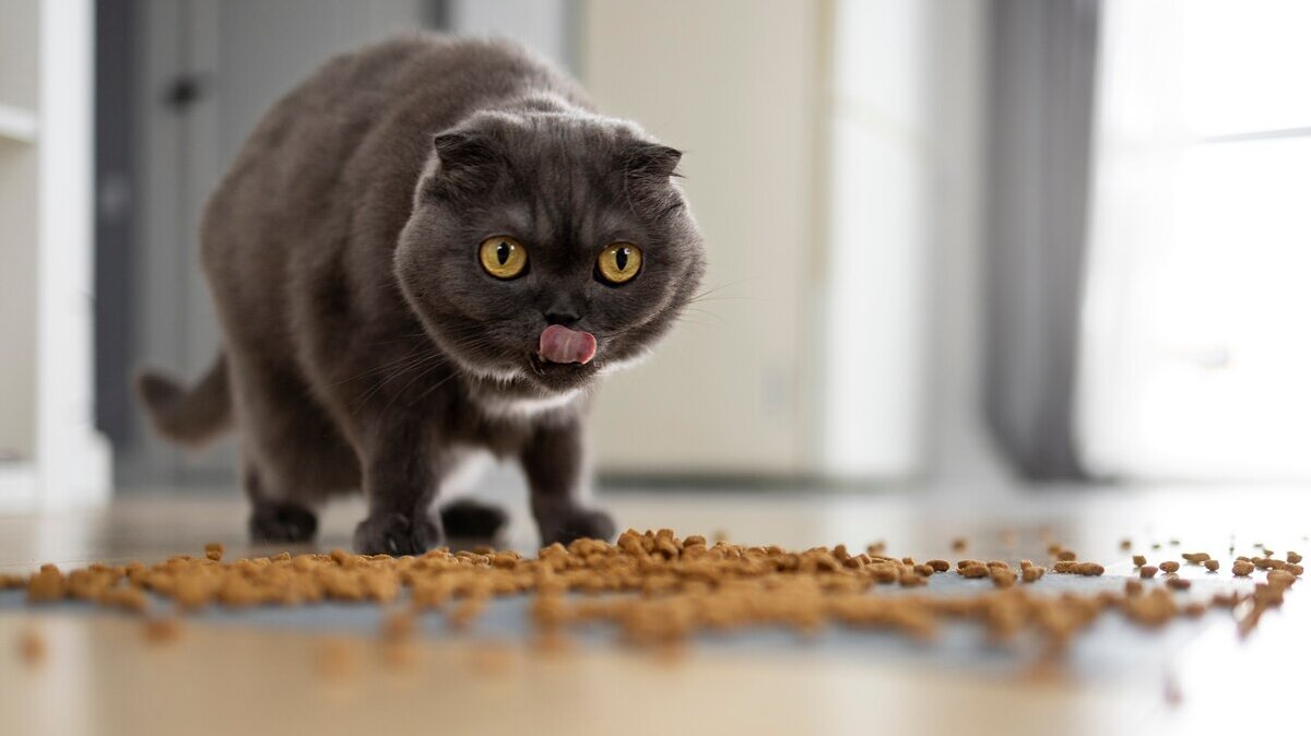 cute-cat-eating-food-floor_23-2149363735 cute-cat-eating-food-floor_23-2149363735