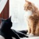 cute-cats-laying-indoors_23-2148949416