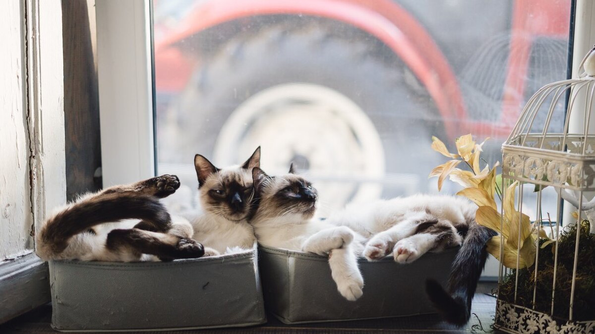 cute-siamese-cats-lying-boxes-near-window_158595-5732