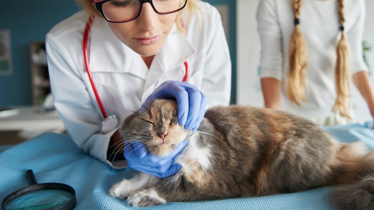 doctor-examining-domestic-cat_329181-10393 (1)