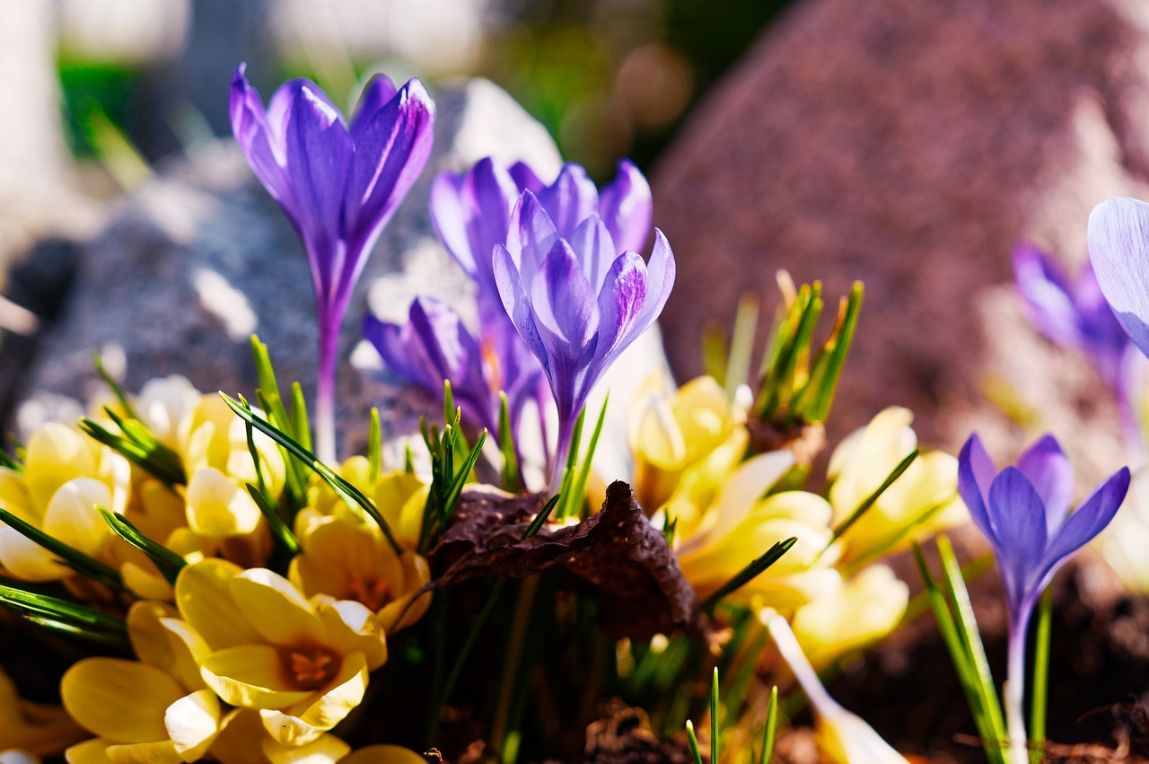 flowers-3529994-1280032746