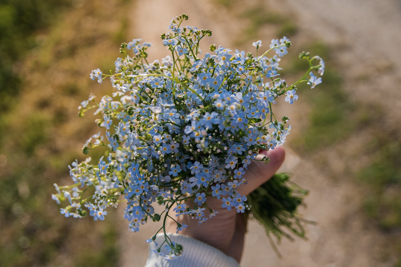 forget-me-nots-5302712-1280010348